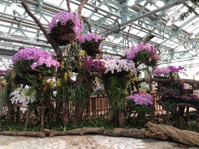 台中世界蘭展4月24日雲端開展