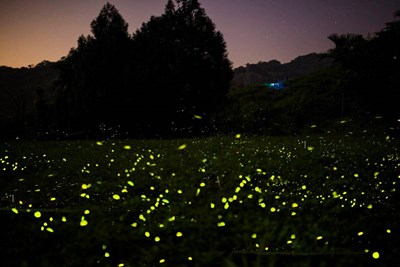 2021東勢「螢光夜語」 邀您賞螢、體驗一日食農生活