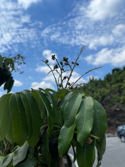 台中竹筍、龍眼災損救助 7.9前免臨櫃申請