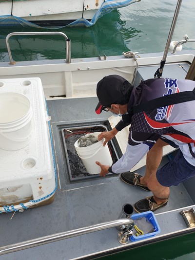 今年已於7月2日、13日及8月12日分三梯次放流台中市高經濟價值漁獲「四絲馬鮁」