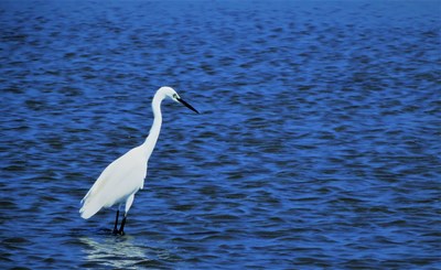 中市高美濕地生態體驗 現正報名中