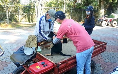 守護毛孩健康 中市動保處深入梨山打疫苗與絕育