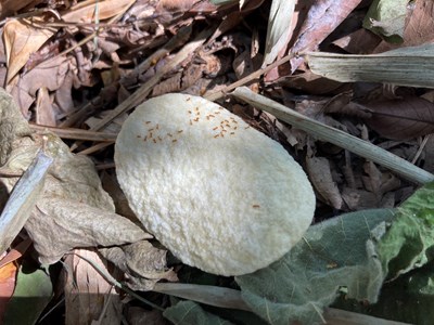 光點小火蟻聚集情形